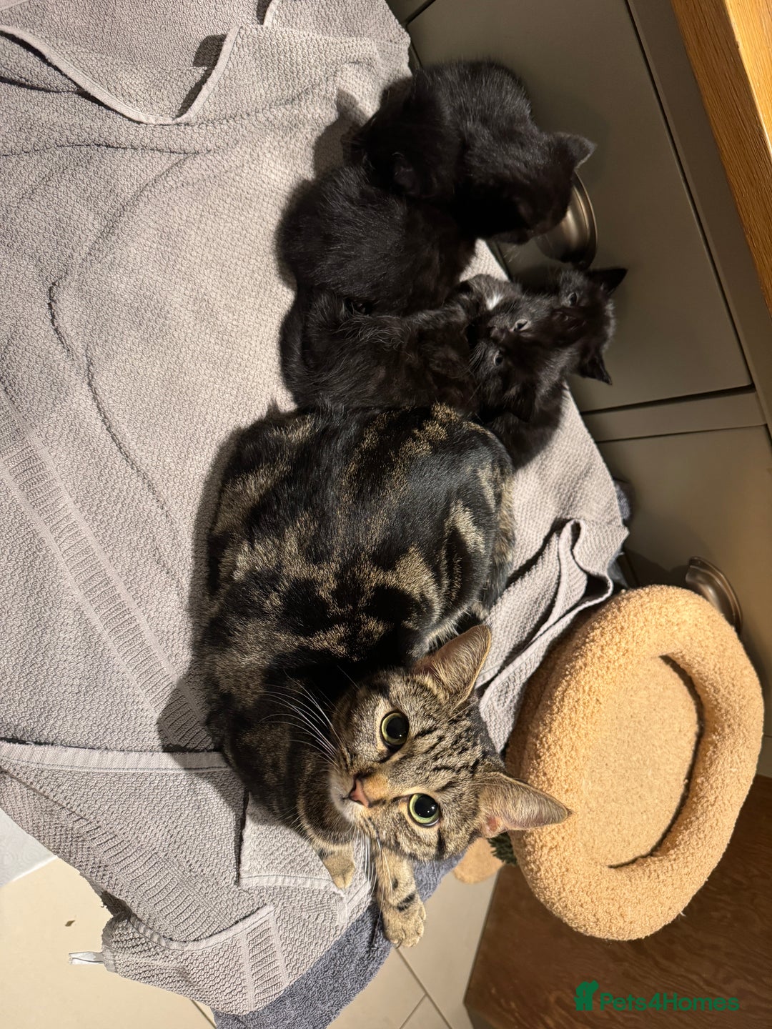 Mixed Breed cats for sale: 4 Black kittens - Advert 3