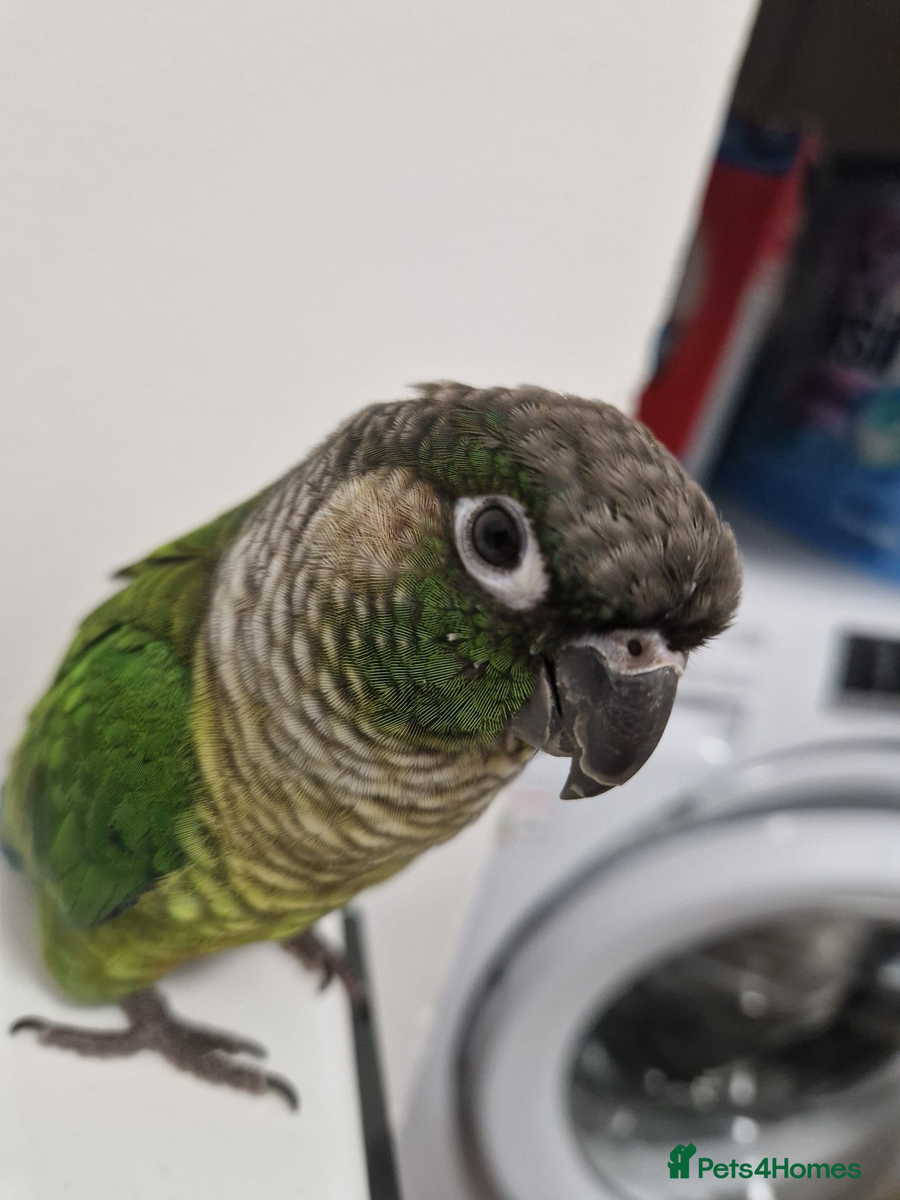 Conures birds Female conure 5 Months Old - Advert 1
