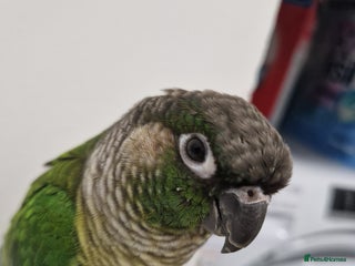 Conures birds Female conure 5 Months Old - Advert 2