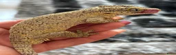 Gecko reptiles for sale: Gargoyle gecko - Advert 9