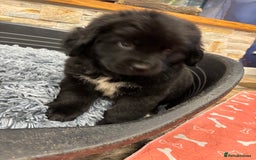 Newfoundland dogs for sale: Newfoundland puppies - Image 23