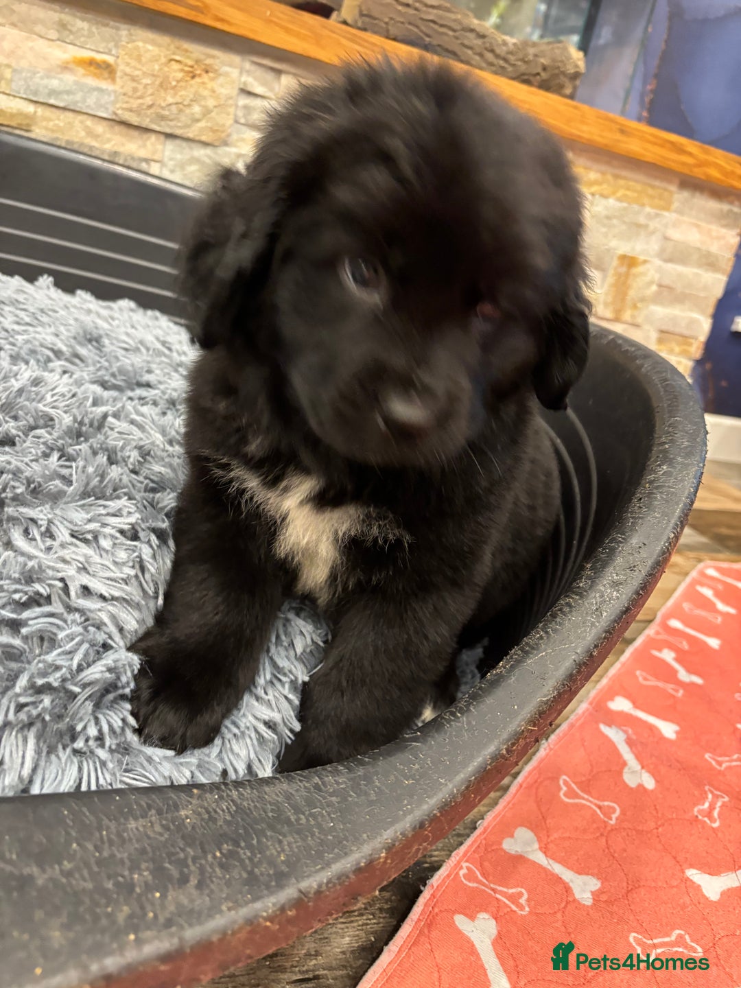 Newfoundland dogs for sale: Newfoundland puppies - Image 23