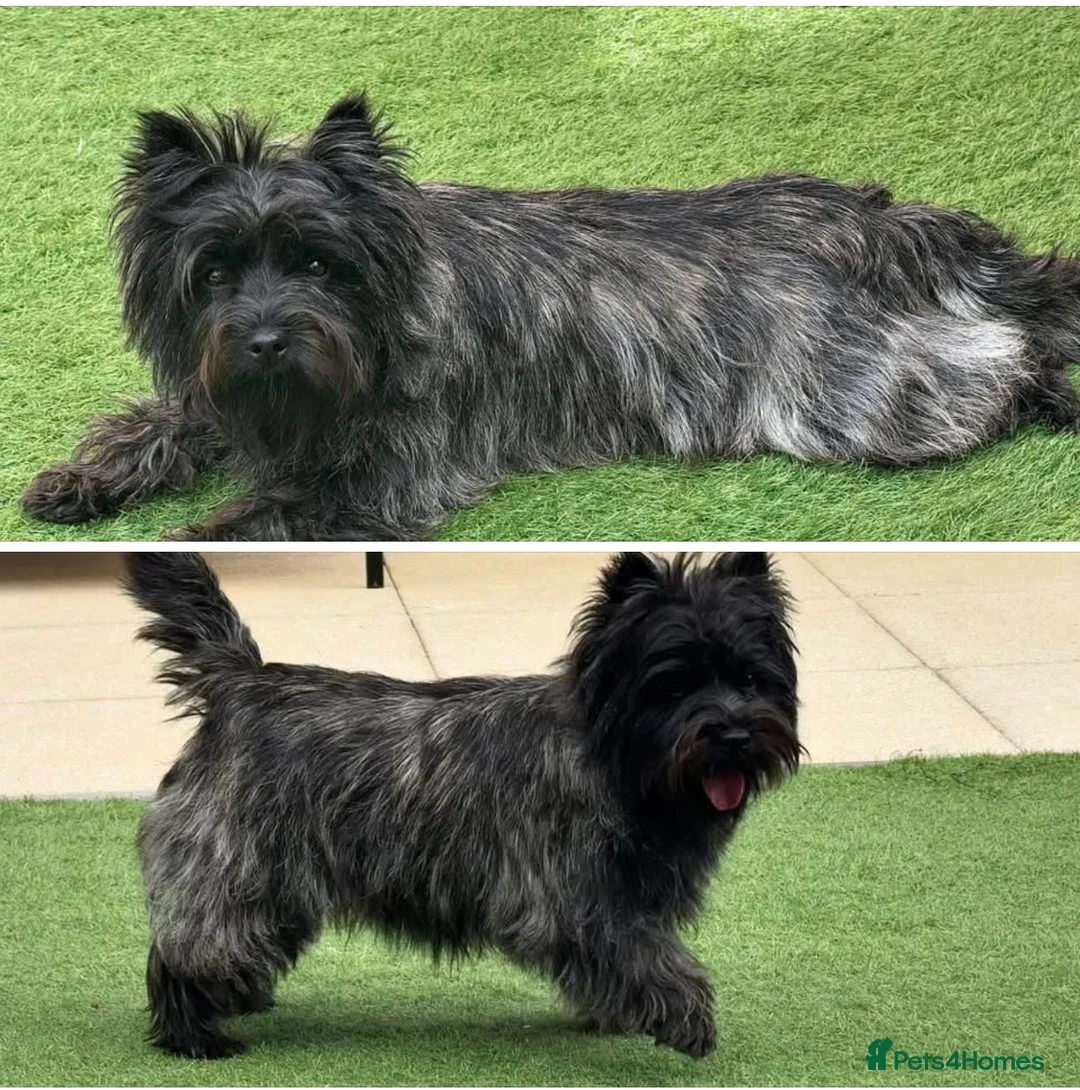 Cairn Terrier dogs for sale: KC reg Female pup off health tested parents  - Advert 20