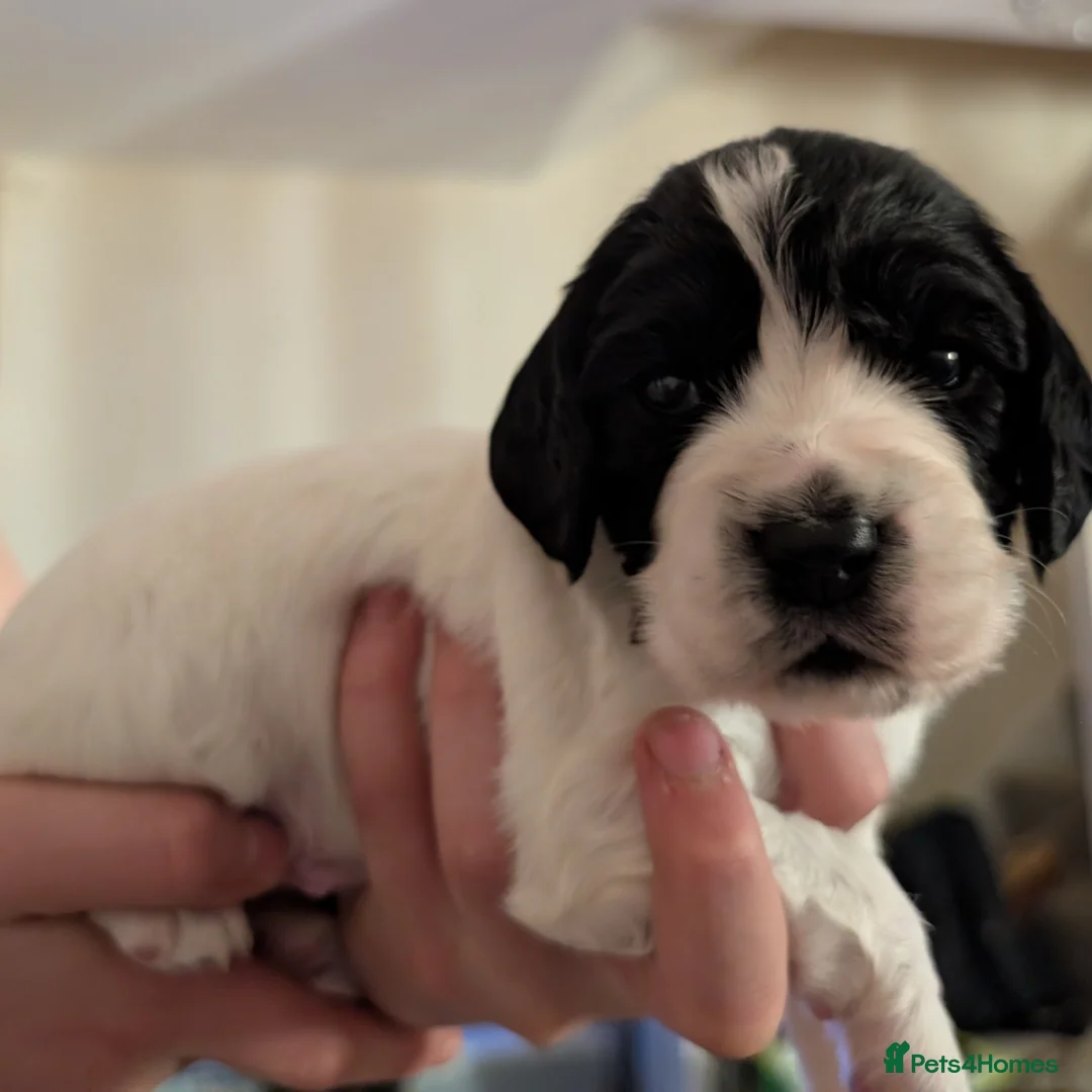 Cocker Spaniel dogs for sale: Beautiful Cocker Spaniel Puppies  - Advert 2