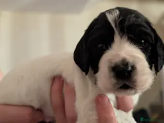 Cocker Spaniel dogs Beautiful Cocker Spaniel Puppies - Advert 10