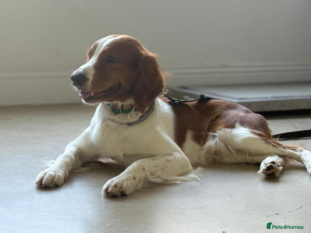 Brittany Spaniel dogs for adoption: Elvis, Brittany Cross, aged 1 in Bedford - Image 16