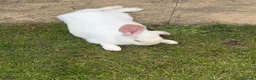 Mini Lop rabbits for sale: Beautiful rabbits  - Advert 6