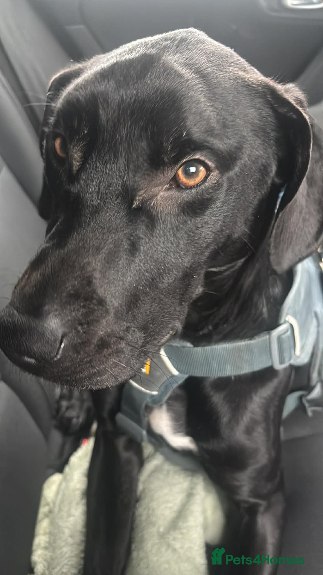 Mixed Breed dogs for sale: Male 2 years old Staffy cross Labrador’s  - Advert 6