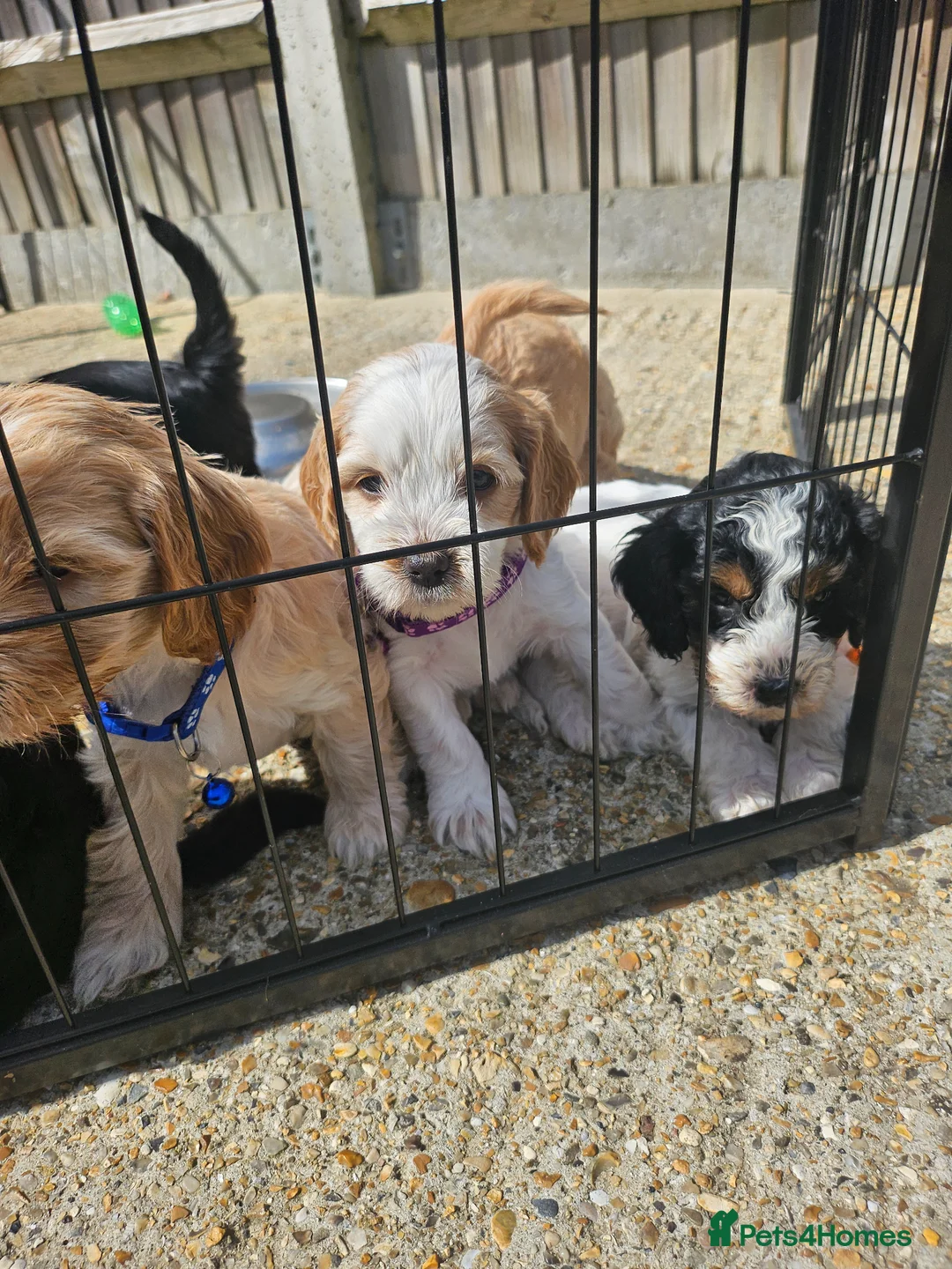 Cockapoo dogs for sale: 7 beautiful little cockerpoo puppies 🐶🐶 - Advert 1