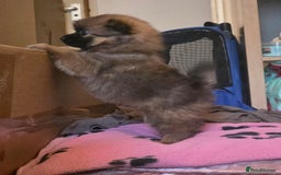Pomeranian dogs for sale: Gorgeous Pomeranian puppies for sale - Image 2