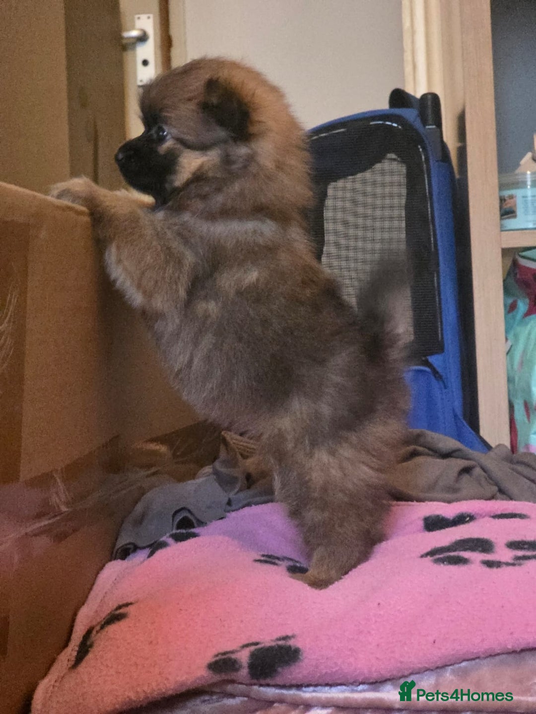 Pomeranian dogs for sale: Gorgeous Pomeranian puppies for sale - Image 2