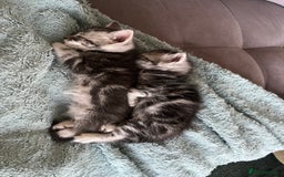 Mixed Breed cats for sale: British longhair cross kittens  - Image 4