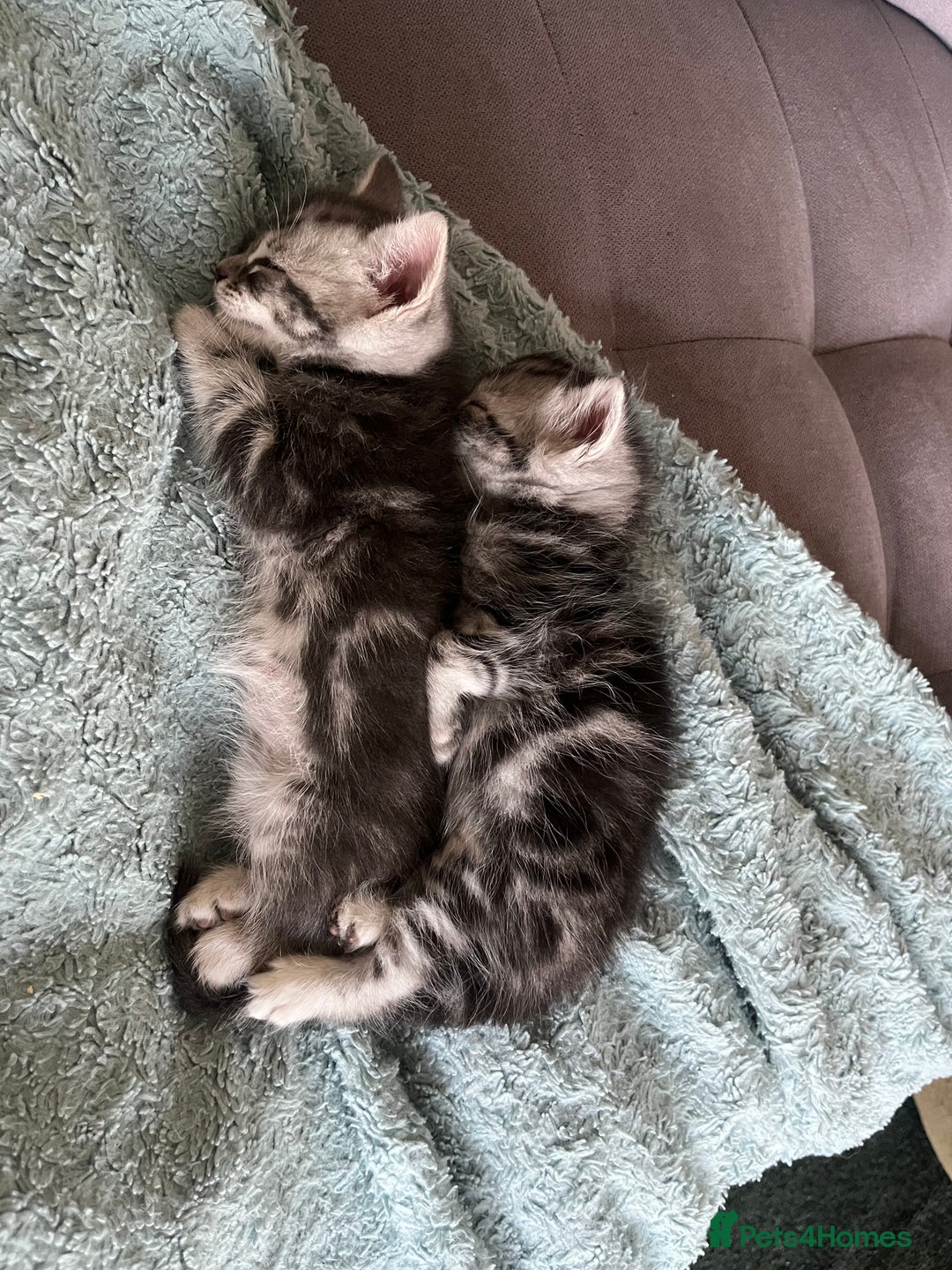 Mixed Breed cats for sale: British longhair cross kittens  - Image 4