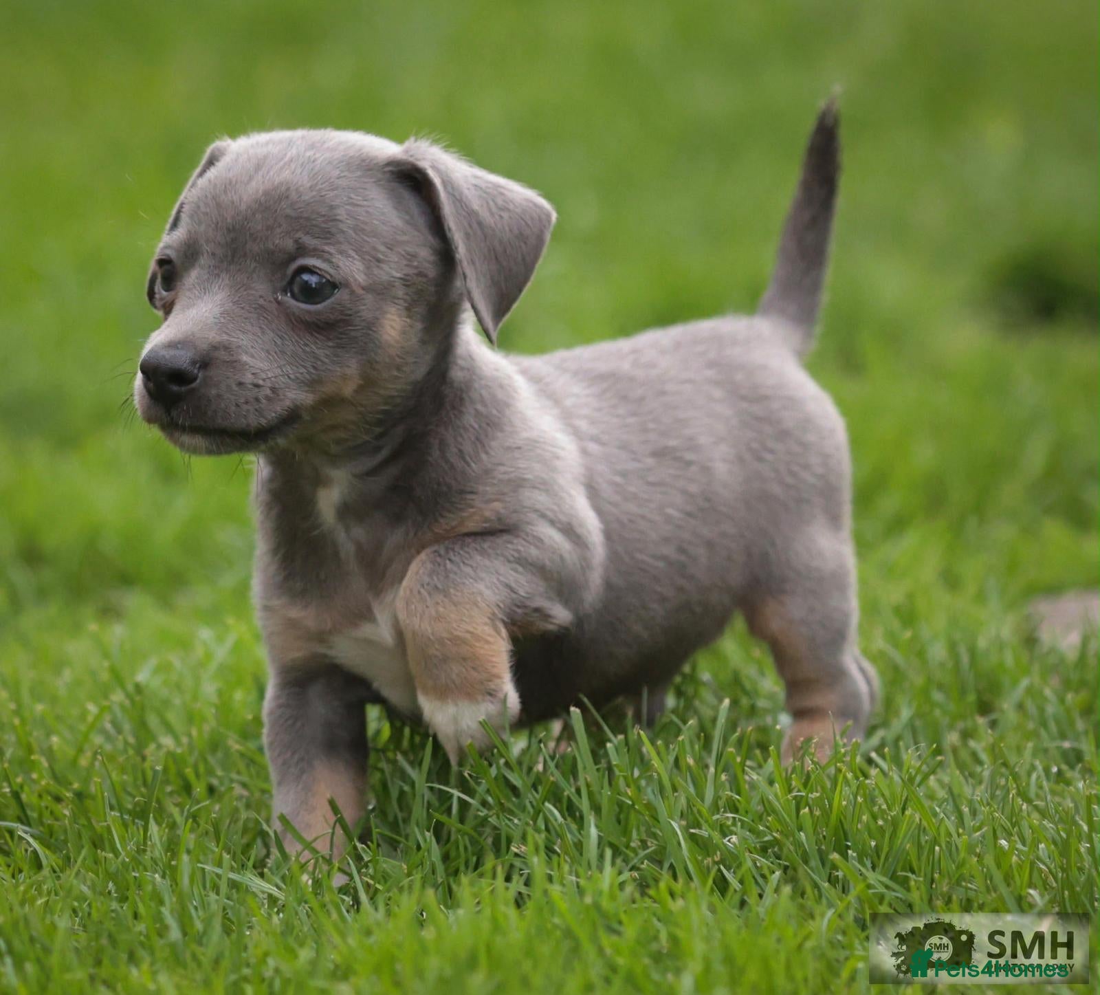 Jack Russell dogs Beautiful baby jack russells ready now - Advert 2