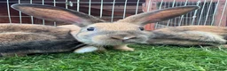Harlequin rabbits for sale: Harlequin rabbits ready to go! - Advert 7
