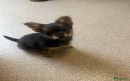 Mixed Breed dogs for sale: Yorkiepom - Image 2