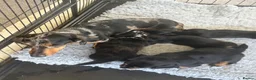 Miniature Dachshund dogs for sale: Stunning mini long haired dachshund puppies - Advert 3