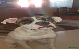 American Bulldog dogs for sale: American bulldog and Siberian Husky  full grown - Image 6