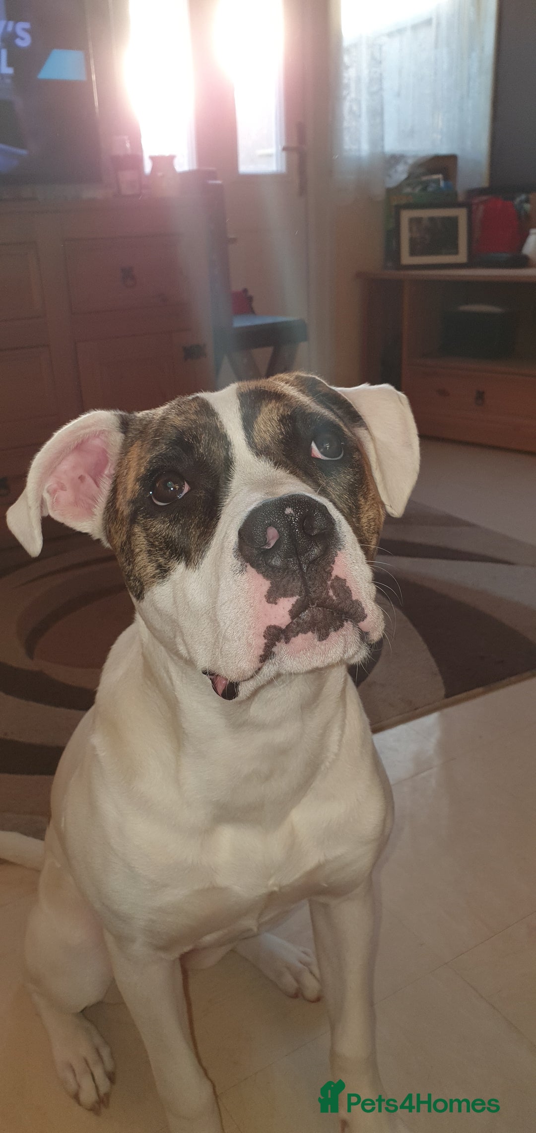 American Bulldog dogs for sale: American bulldog and Siberian Husky  full grown - Image 6