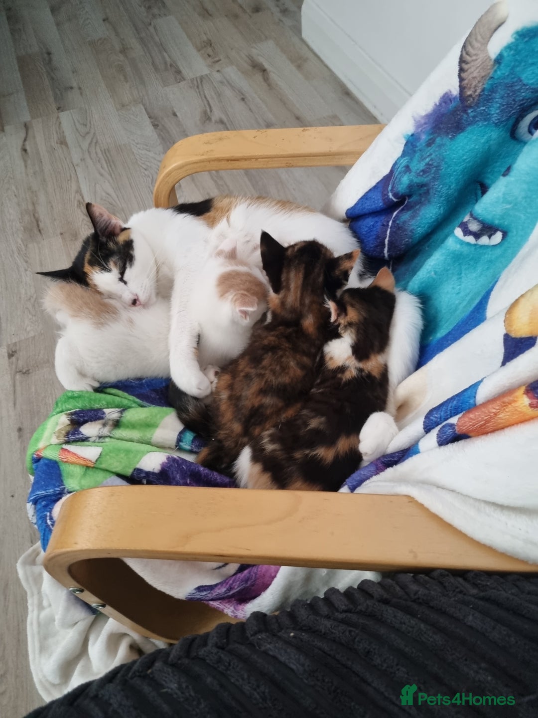 Domestic Shorthair cats for sale: 3 kittens 2 adults for sale  - Image 7