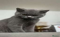 British Shorthair cats for sale: British shorthair  - Image 2