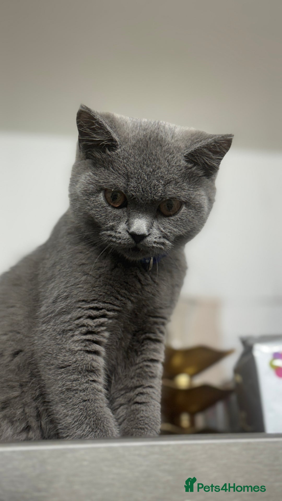 British Shorthair cats for sale: British shorthair  - Image 2