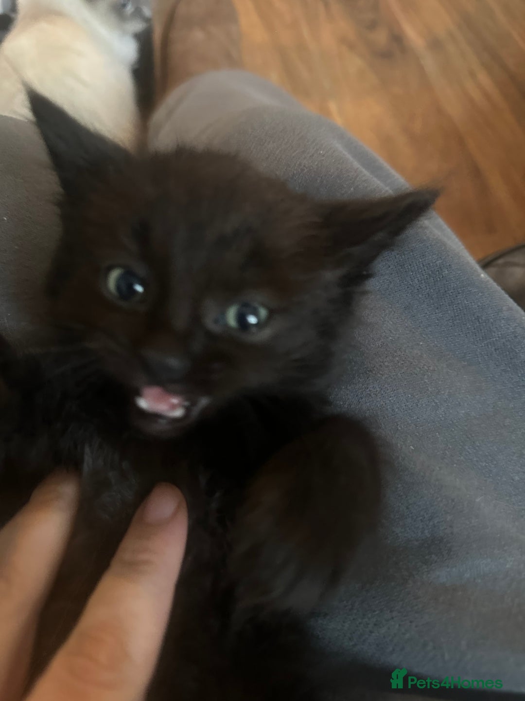 Ragcoon cats for sale: Ragdoll cross - Advert 21