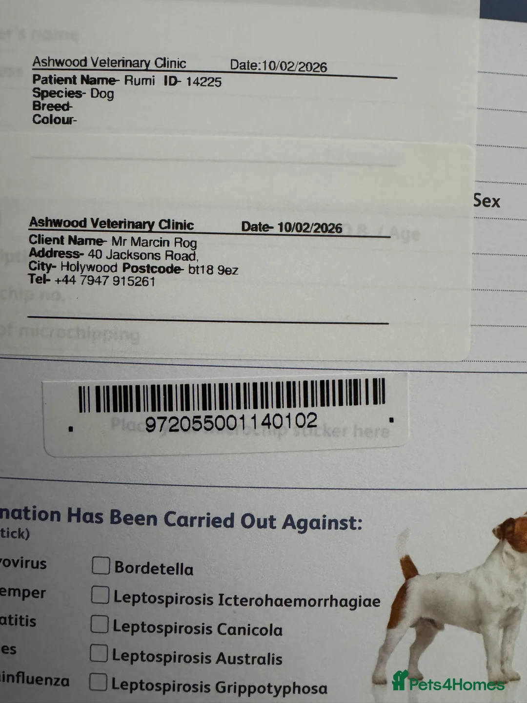 Chihuahua dogs for sale: 🐾 Long-Haired Chihuahua Puppy–Deer Head 🐾 - Advert 11