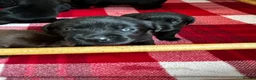 Labrador Retriever dogs for sale: Stunning KC Labradors. Crufts winning Stud dog - Advert 12