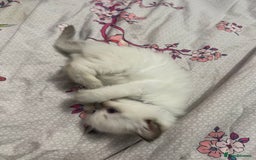 Ragdoll cats for sale: 🩵 Beautiful Ragdoll Kittens Ready at 12 Weeks! 🩵 - Image 24