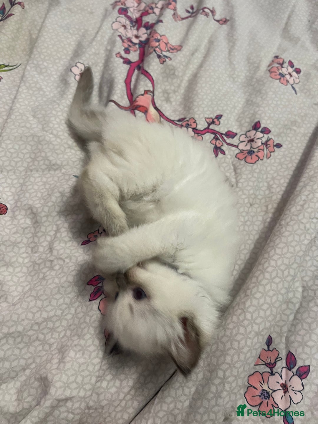 Ragdoll cats for sale: 🩵 Beautiful Ragdoll Kittens Ready at 12 Weeks! 🩵 - Image 24