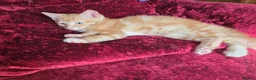 Mixed Breed cats for sale: Beautiful litter of kittens in Bournemouth - Advert 4
