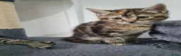 Mixed Breed cats for sale: Mother and two daughters  - Advert 9