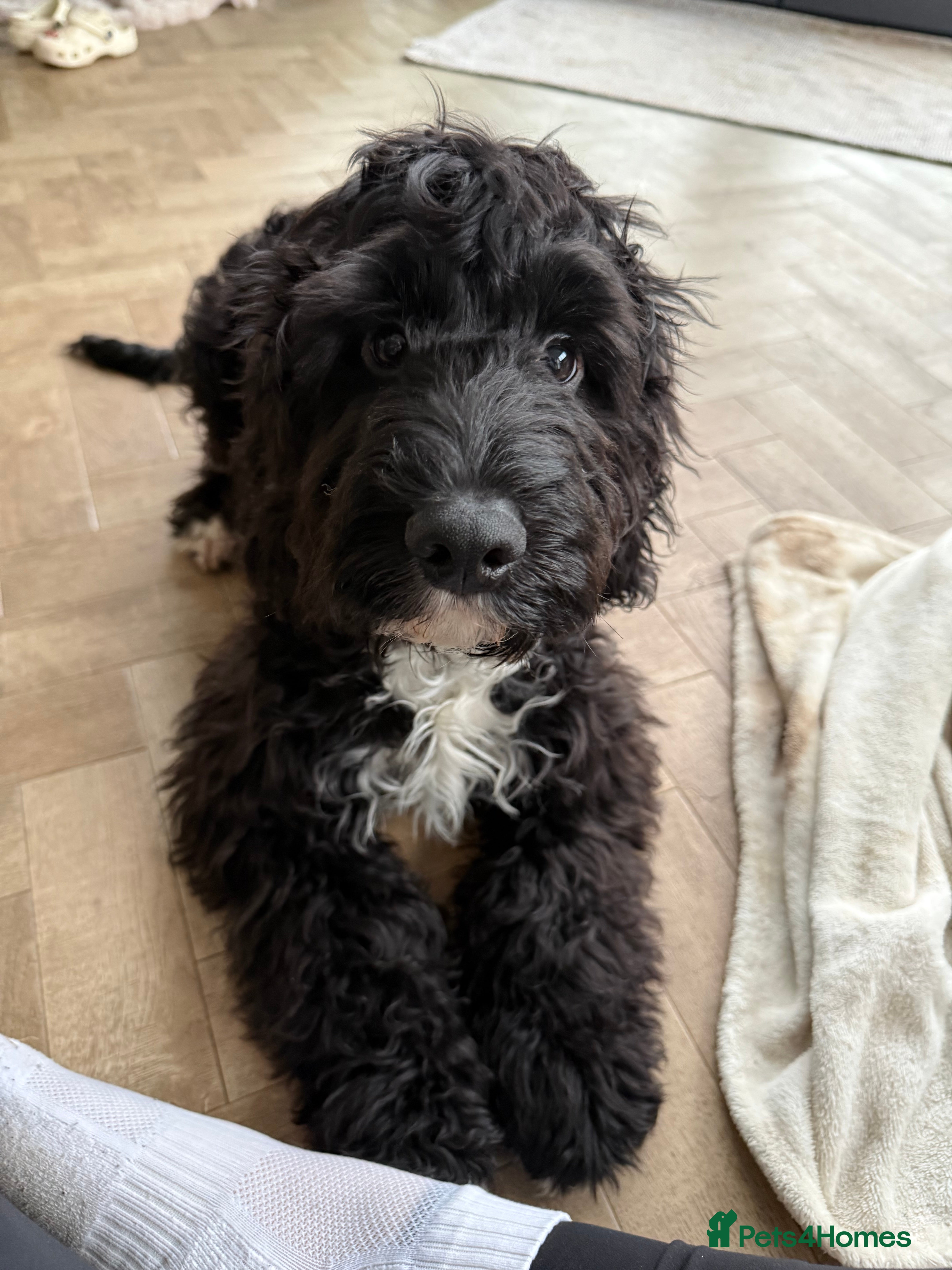 Cockapoo dogs REHOMING - 8 month old Cockapoo, Milo - Advert 1