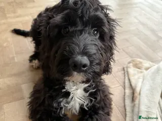 Cockapoo dogs REHOMING - 8 month old Cockapoo, Milo - Advert 1