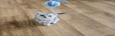 British Shorthair 1