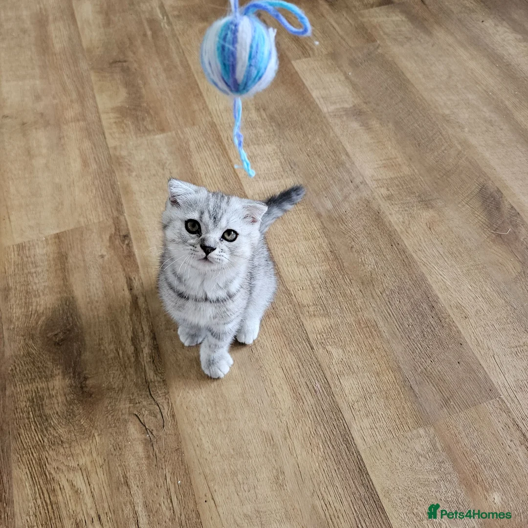 British Shorthair cats for sale: Beautiful British Shorthair kittens - Advert 17