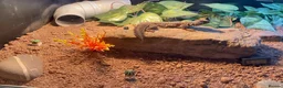 Lizard reptiles for sale: Moroccan Uromastyx (+/- set up)  in Glasgow - Advert 4