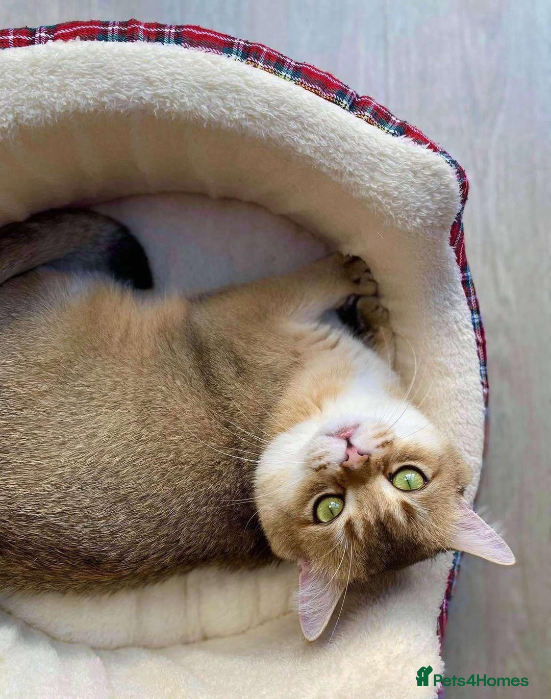 British Shorthair cats for sale: 🐾 British Shorthair Kittens — TICA Registered 🐾 - Advert 6