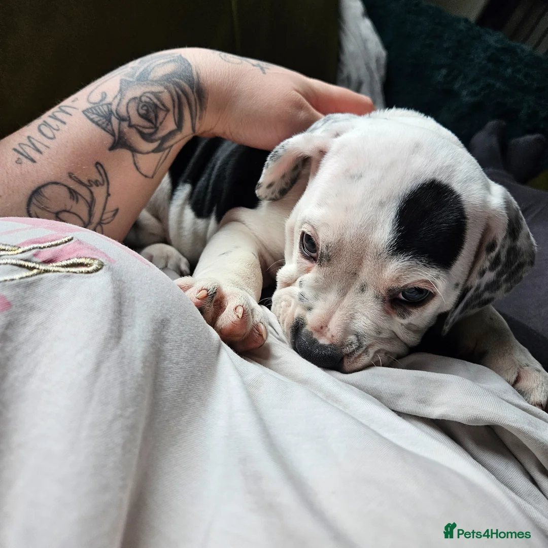 Mixed Breed dogs for sale: Staffie spaniel X old tyme english bulldog  in Crook - Advert 2