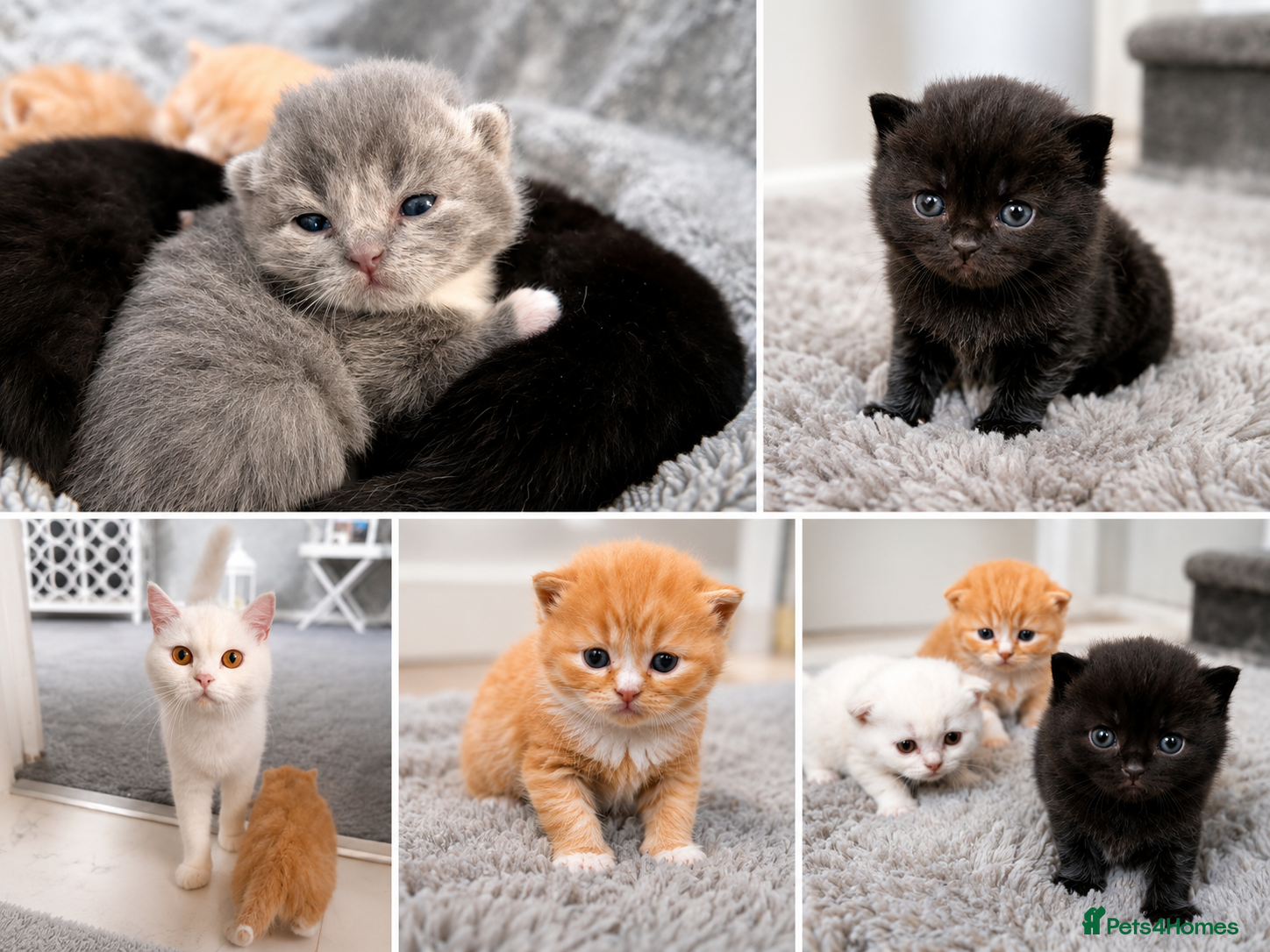 Persian cats Five beautiful Persian kittens🐾 - Advert 7