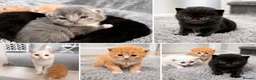Persian cats for sale: Five beautiful Persian kittens🐾 in Goole - Advert 1