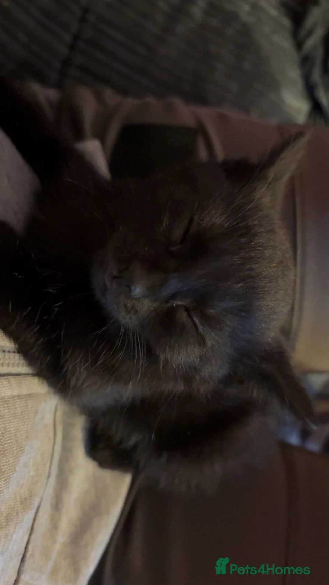 Mixed Breed cats for sale: Desperate need of home  - Advert 8