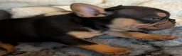 French Bulldog dogs for sale: Beautiful French Bulldogs in Barnsley - Advert 6