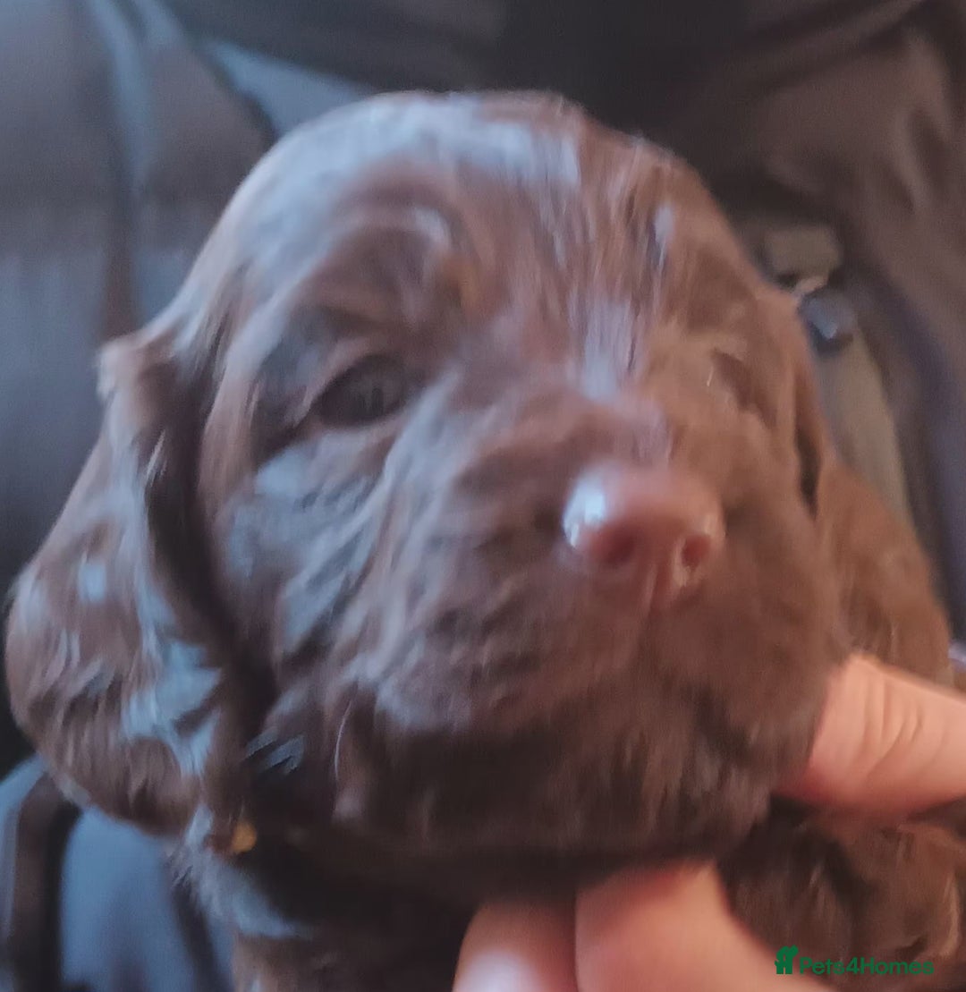 Cockapoo dogs for sale: Stunning F1 Chocolate Cockapoos - Advert 3