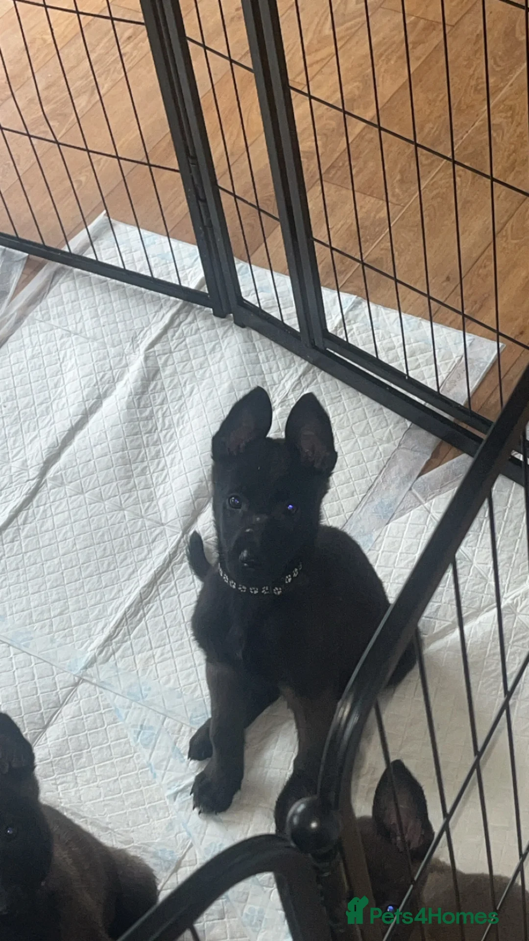 Belgian Shepherd Dog dogs for sale: Belgian Malinois puppys - Advert 2