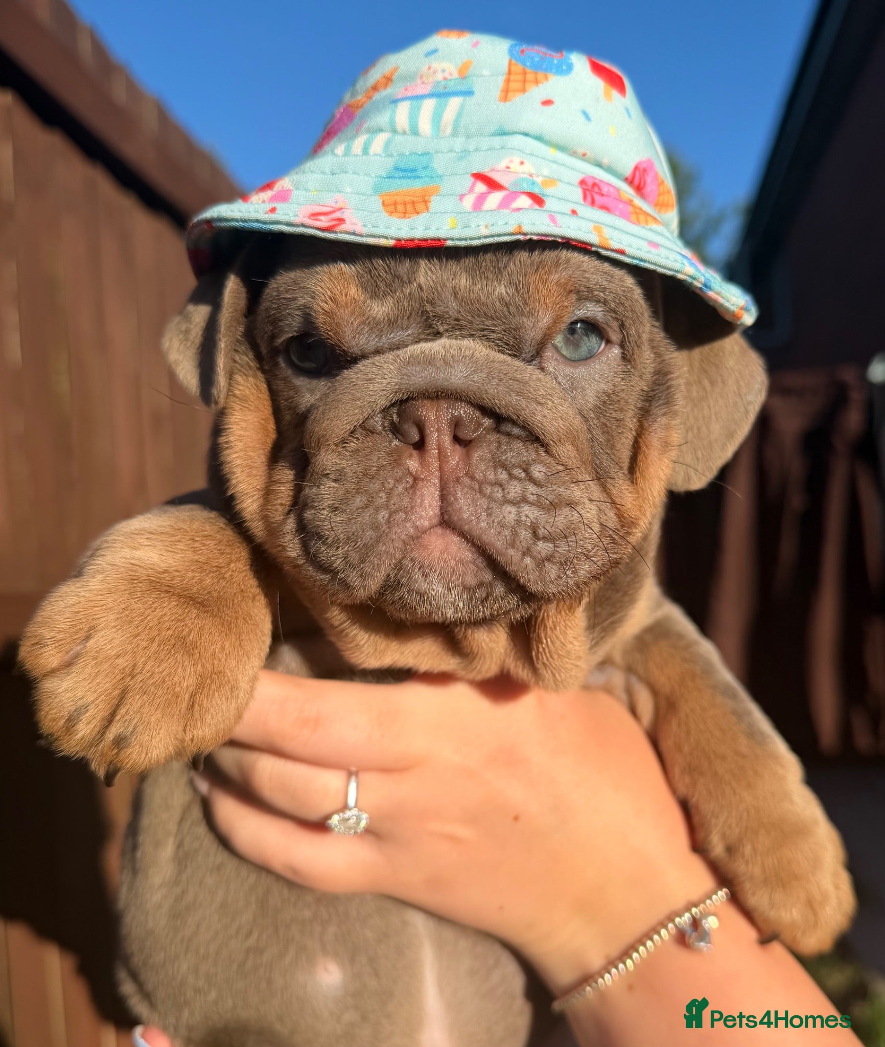 English Bulldog dogs 🐶Gorgeous KC English Bulldog Puppies🐶 - Advert 1