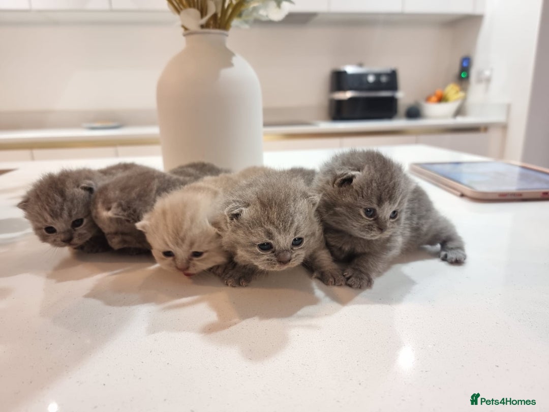 British Shorthair cats for sale: Stunning British Short Hair Kittens - Advert 1