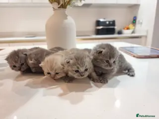 British Shorthair cats Stunning British Short Hair Kittens - Advert 16