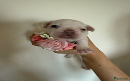 French Bulldog dogs for sale: Stunning platinum and lilac fawn boys and girls - Image 8